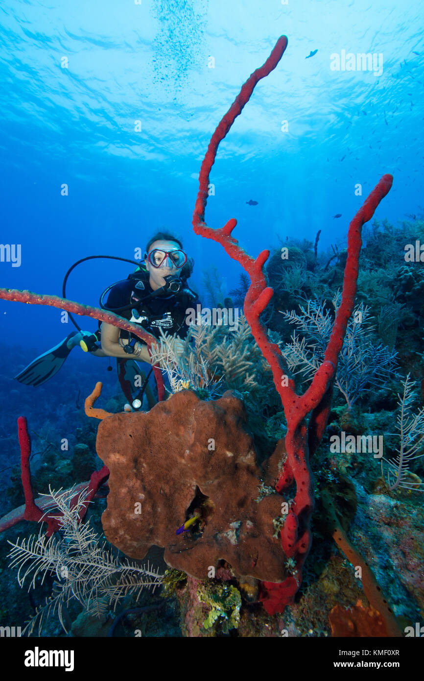 Scuba Diver hält ein Outcropping verschiedener Schwämme zu erkunden. Stockfoto