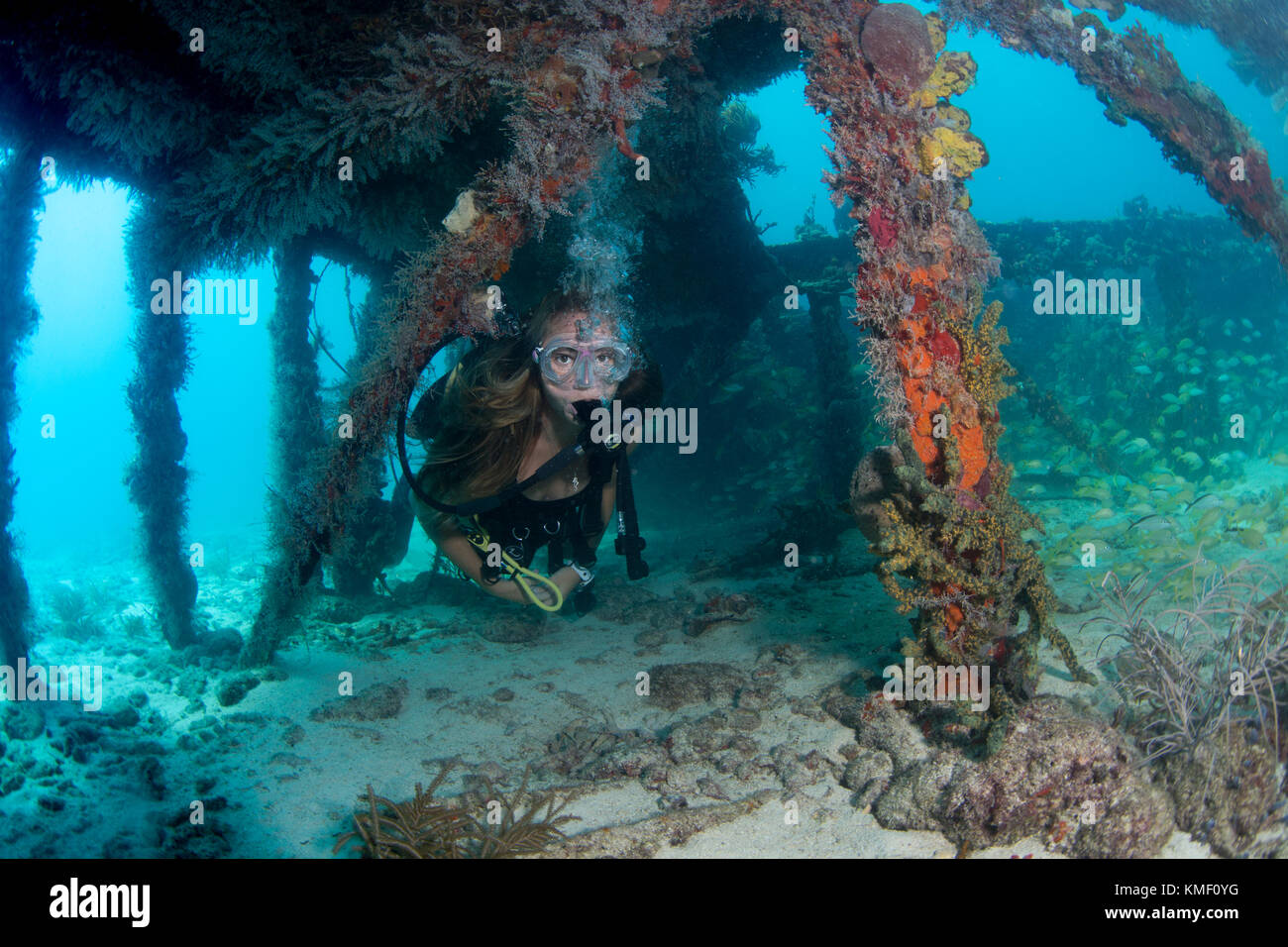 Scuba Diver erforscht die Wracks der Flagler's Barge. Stockfoto