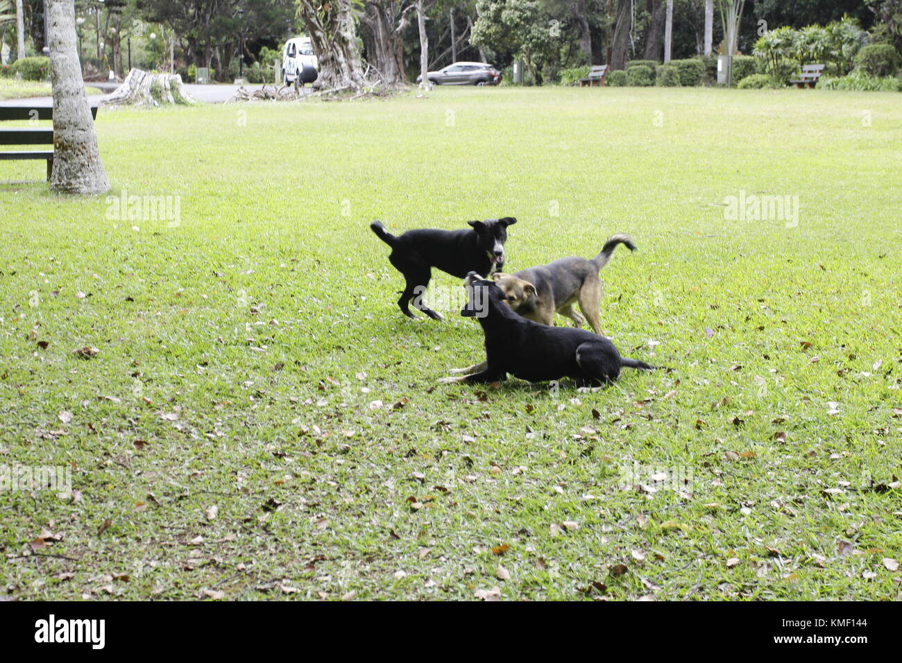 Un Chien errant est un Chien qui Vit sans entrave ni sitz ich liebe qu'il n'appartient à personne ou Ich liebe que le Lien avec son Maître est cassé Stockfoto