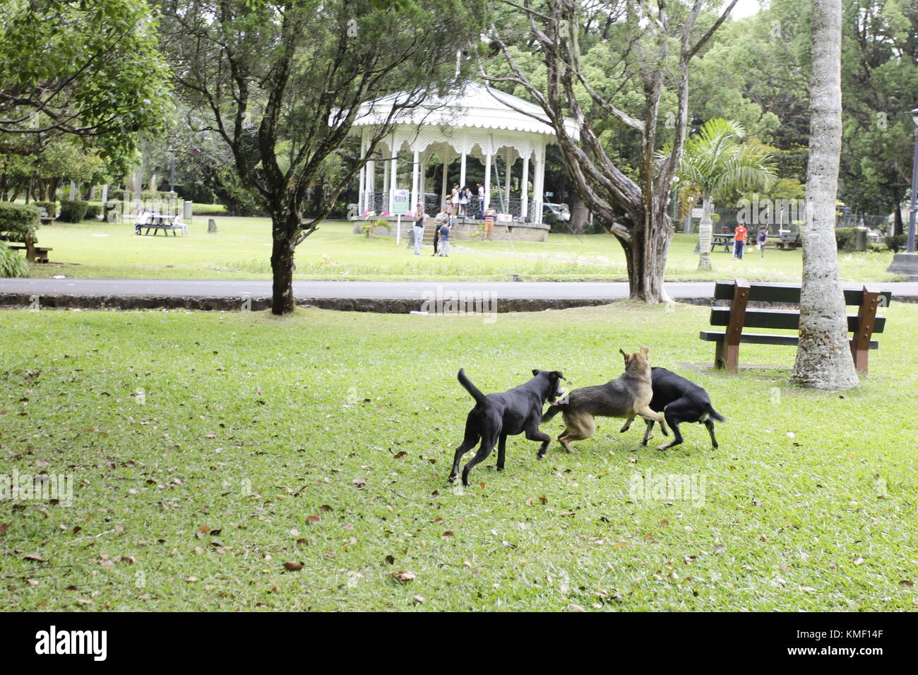 Un Chien errant est un Chien qui Vit sans entrave ni sitz ich liebe qu'il n'appartient à personne ou Ich liebe que le Lien avec son Maître est cassé Stockfoto
