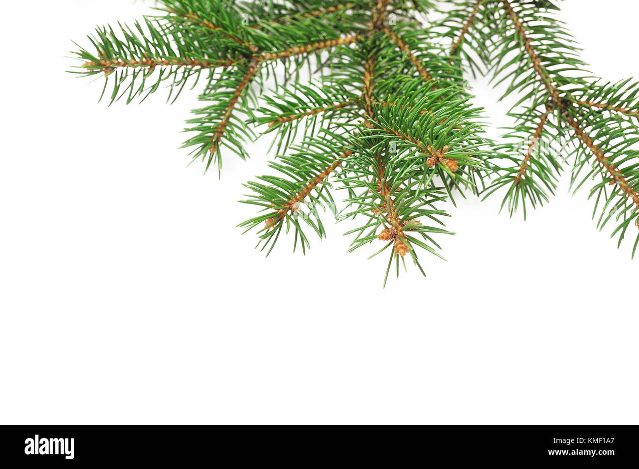 Mockup christmas tree branches Grenze über Weiß isoliert Hintergrund, mit Platz für Ihren Text Stockfoto