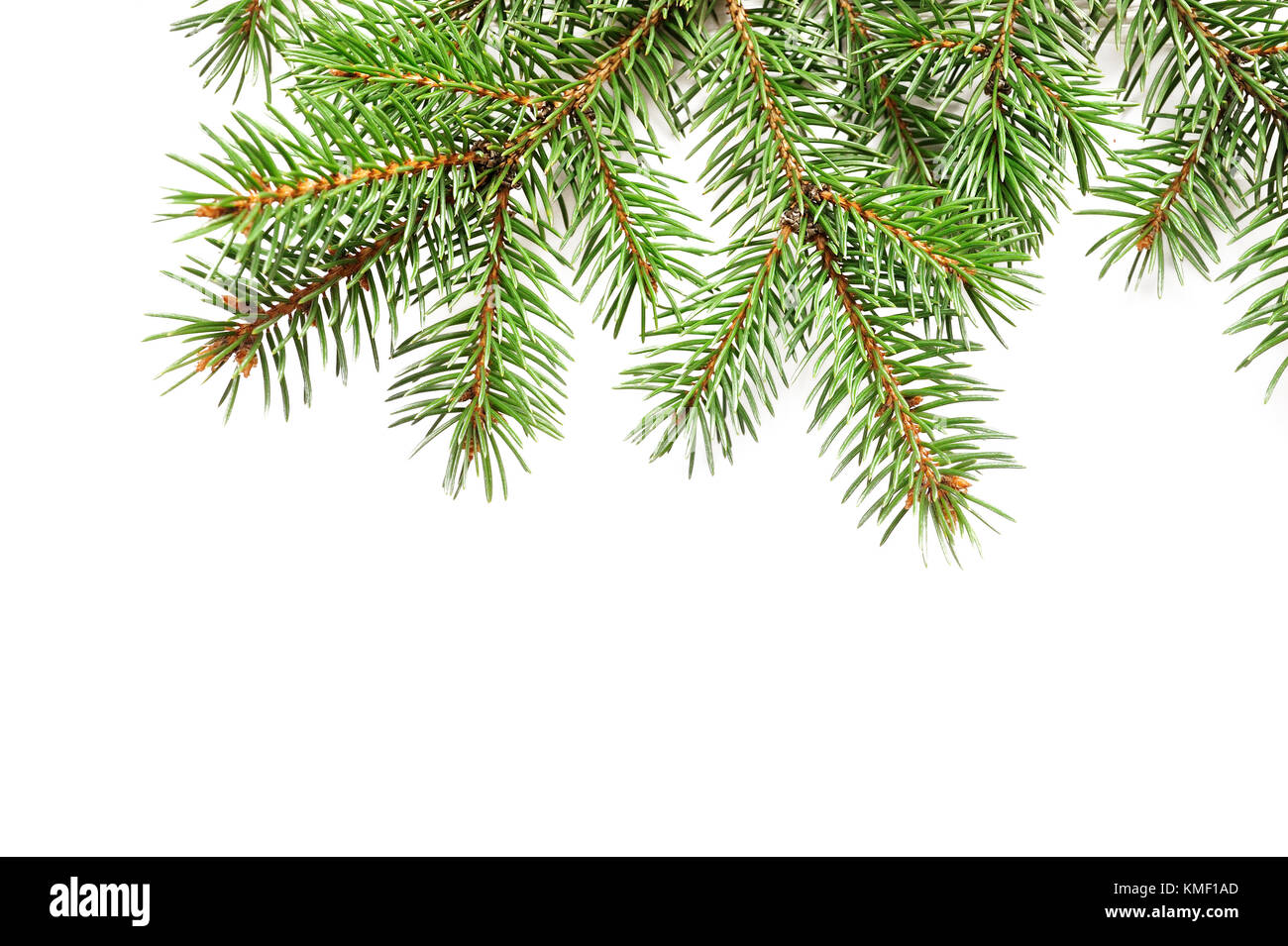 Mockup christmas tree branches Grenze über Weiß isoliert Hintergrund, mit Platz für Ihren Text Stockfoto