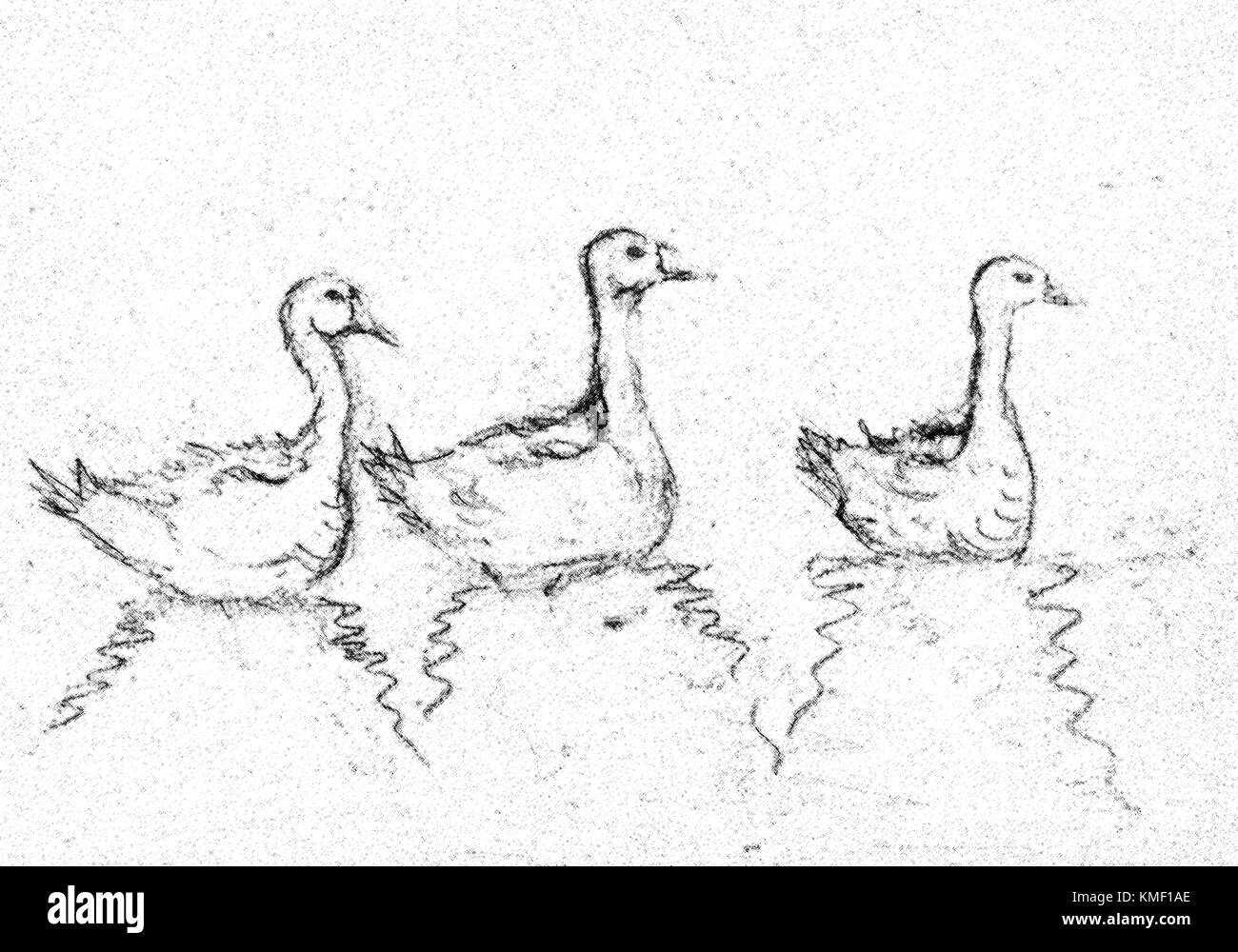 Drei Gänse in Black Tusk Zeichnung. Die tupfen Technik gibt einen Weichzeichner Effekt aufgrund der veränderten Rauigkeit der Oberfläche des Papiers. Stockfoto
