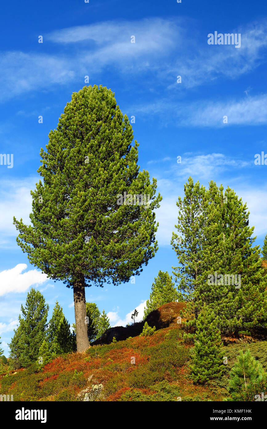 Südtirol, Südtirol, Pustertal, Italien, in die Alpen, nach Süden Alpträume, Gebirge, Hochgebirge, Bäume, Kiefer, Grenze,? - Österreich, hohe Alptraum Stockfoto