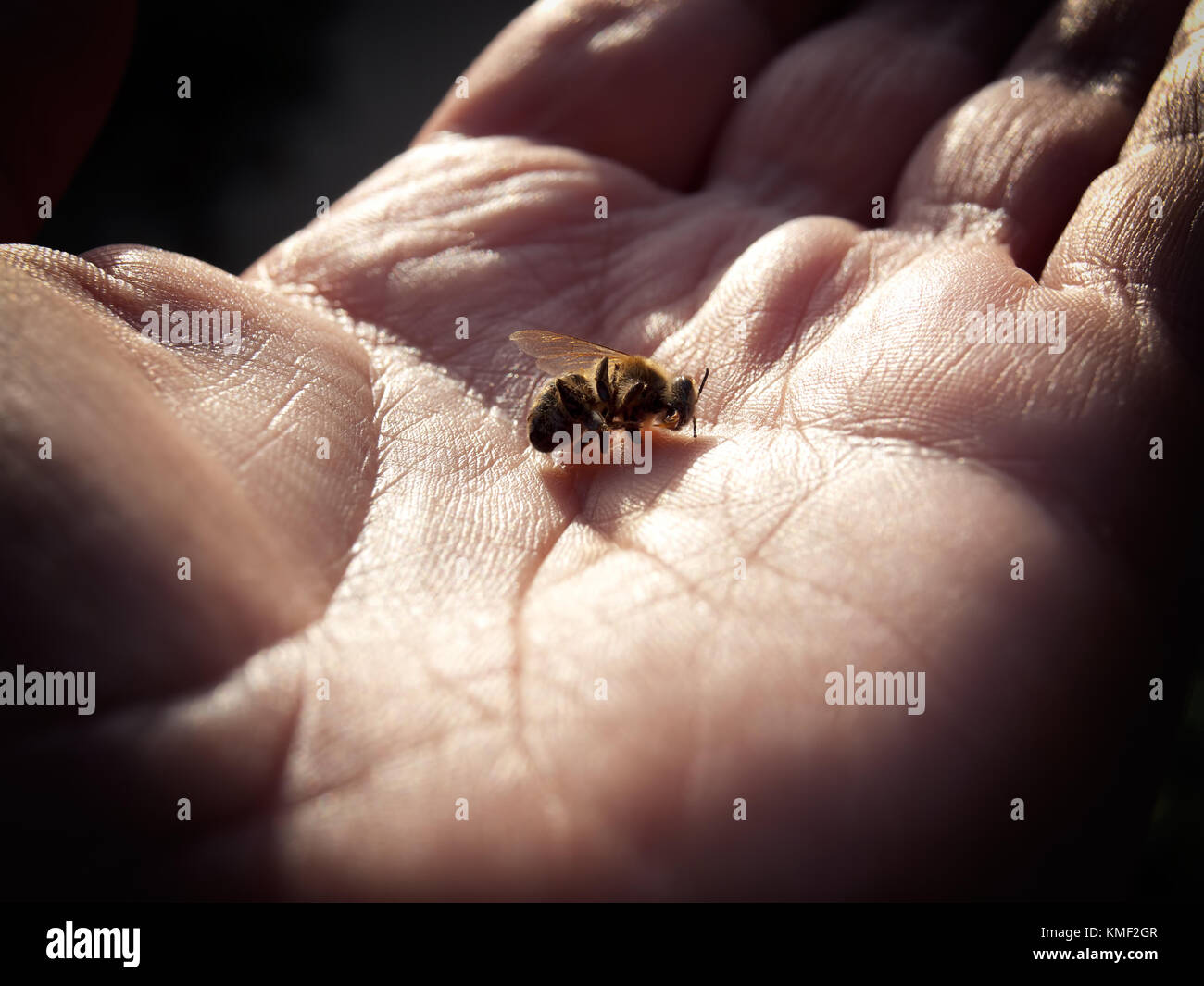 Hand hält eine tote Biene als ein Konzept, das dem Problem des sterbenden Bienen rund um die Welt. Stockfoto