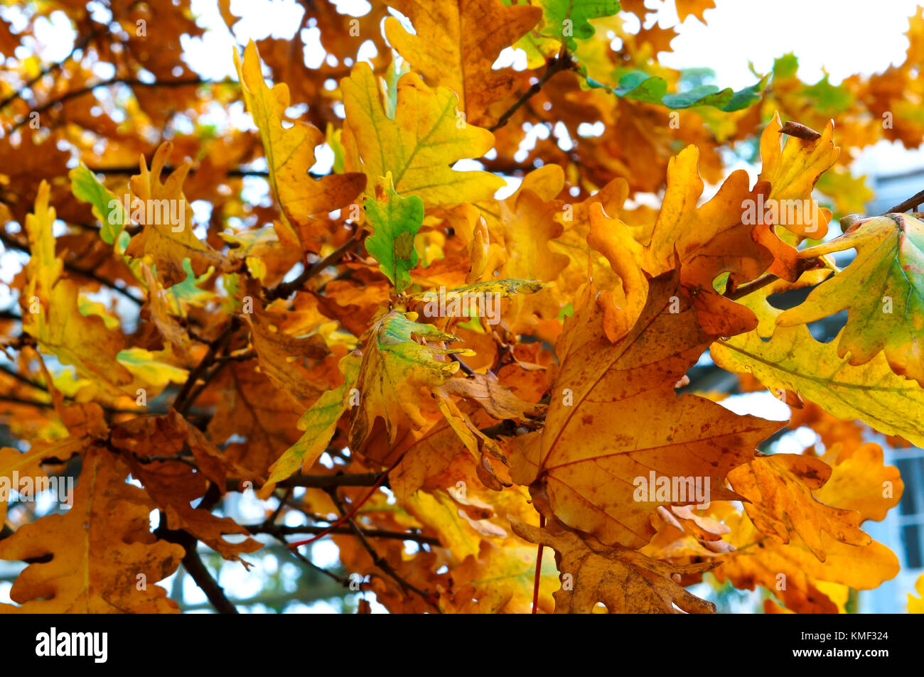 Vergilbte und gerötete Blätter der Bäume im Herbst, Herbst gelbe Blätter Stockfoto