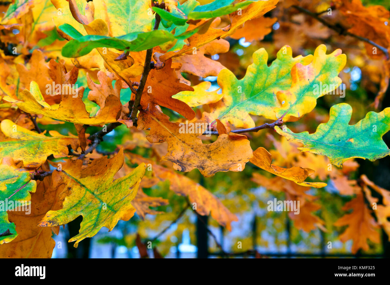 Vergilbte und gerötete Blätter der Bäume im Herbst, Herbst gelbe Blätter Stockfoto