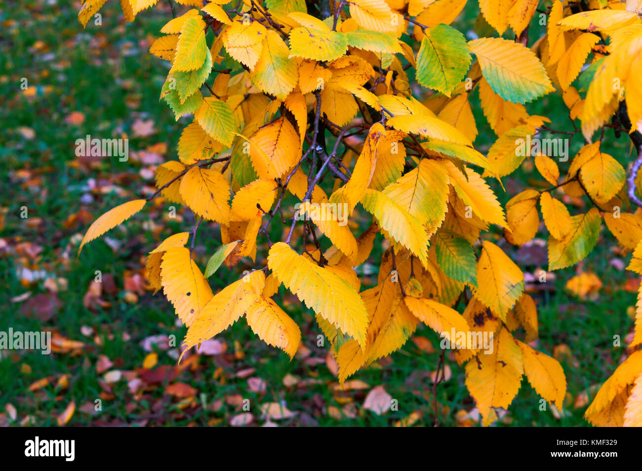 Vergilbte und gerötete Blätter der Bäume im Herbst, Herbst gelbe Blätter Stockfoto