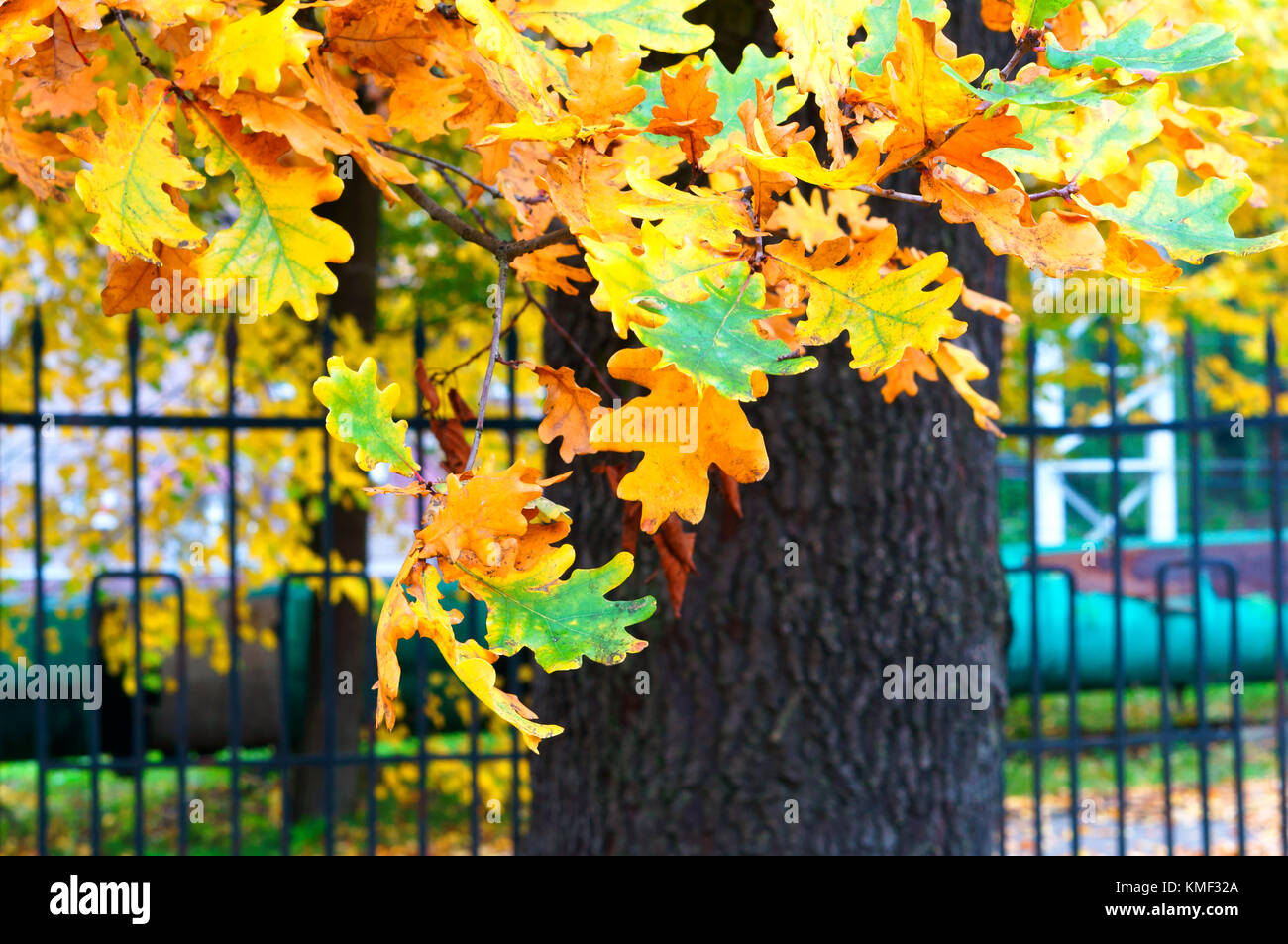 Vergilbte und gerötete Blätter der Bäume im Herbst, Herbst gelbe Blätter Stockfoto
