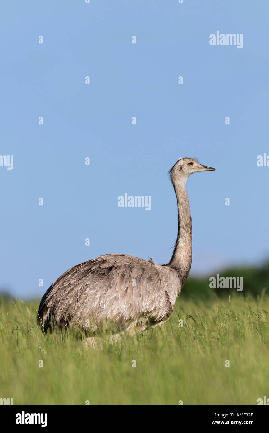 großraum rhea / Amerikanisch rhea / ñandú (Rhea americana) Weibchen auf Ackerland, invasive Arten in Mecklenburg-Vorpommern, Deutschland Stockfoto