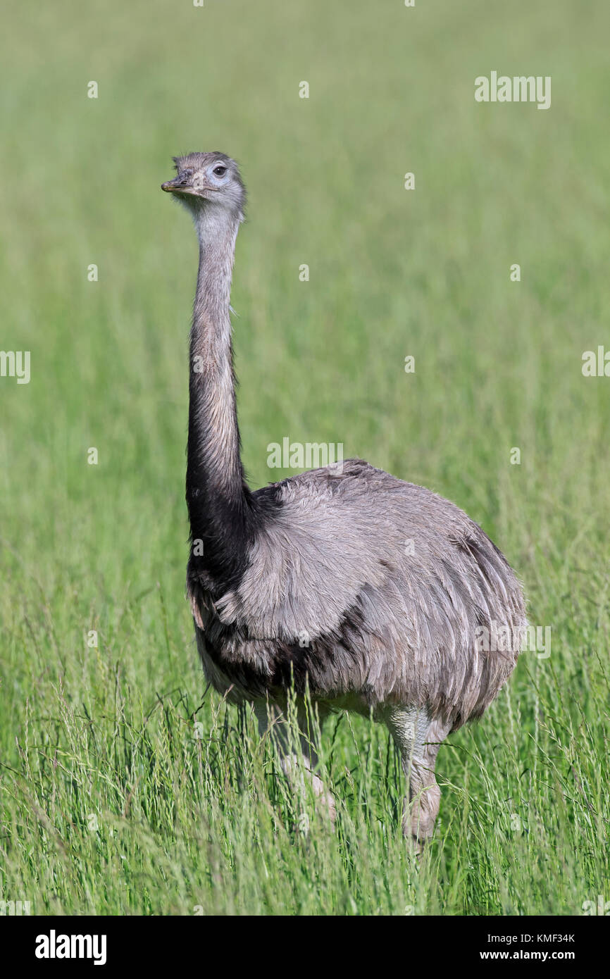 großraum rhea / Amerikanisch rhea / ñandú (Rhea americana) männliche Futtersuche auf Ackerland, invasive Arten in Mecklenburg-Vorpommern, Deutschland Stockfoto