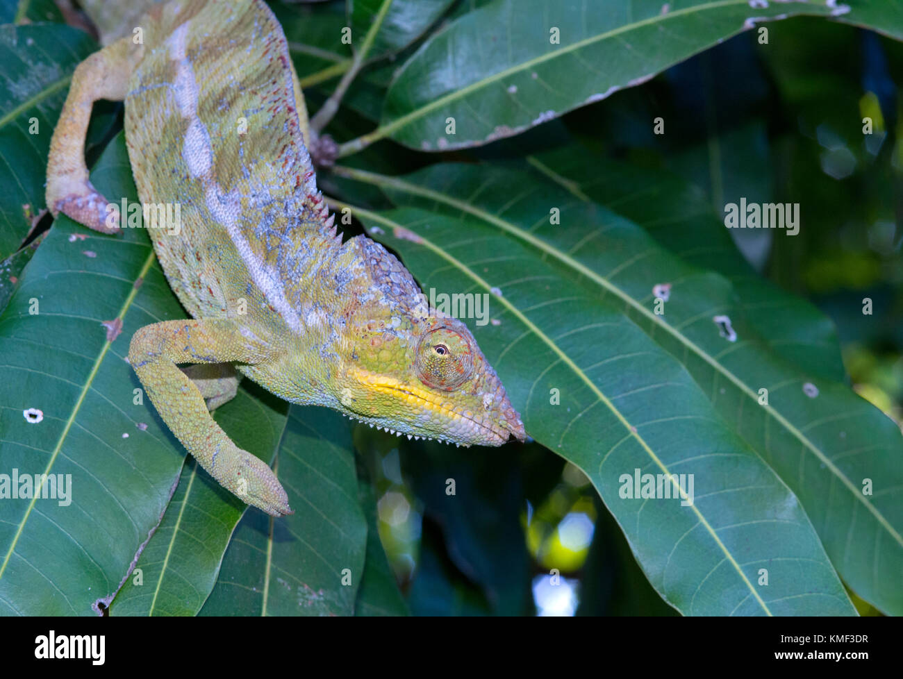 Panther chameleon (Furcifer pardalis, Chamaeleo pardalis), auf einem Zweig, Nosy Be Madagaskar Stockfoto