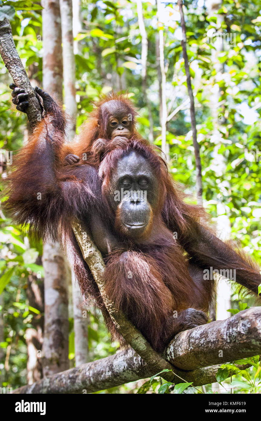 Ein Weibchen der Orang-utan mit einem Cub in einem natürlichen Lebensraum. Pongo pygmaeus wurmmbii. Regenwald von Borneo. Indonesien Stockfoto