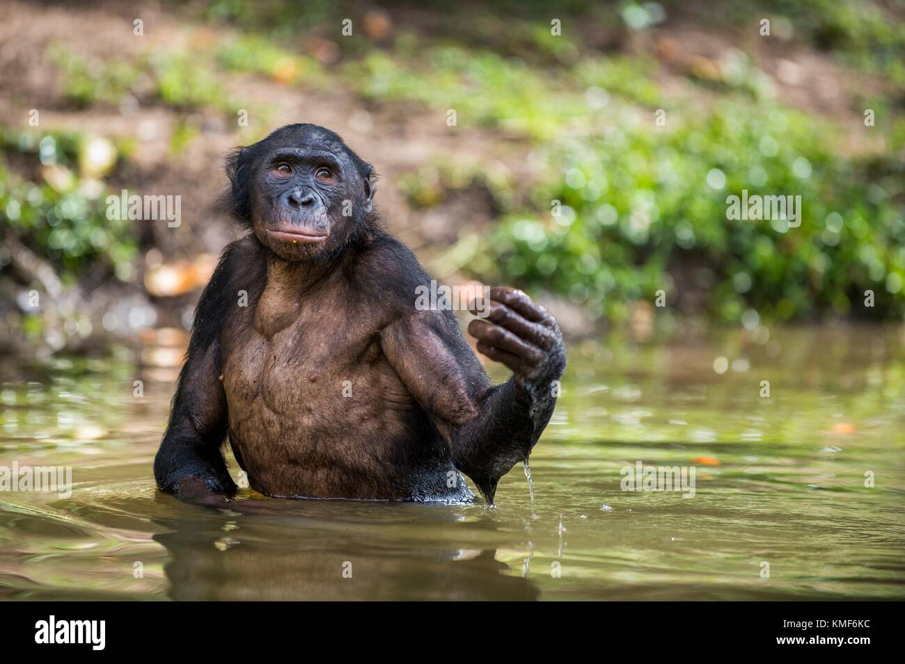 Bonobo stehend im Wasser sieht für die Frucht, die in Wasser fiel. Bonobo (pan paniscus). Demokratische Republik Kongo, Afrika Stockfoto