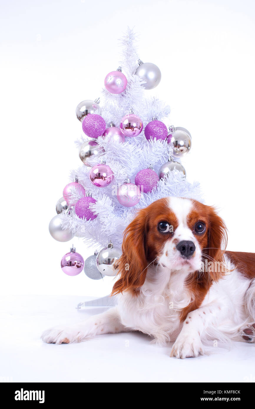 Hund mit Weihnachtsbaum. Weihnachten Tier-PET. Studio Foto mit weißem Hintergrund und Christbaumschmuck. Cute Puppy dog feiern Urlaub. Stockfoto