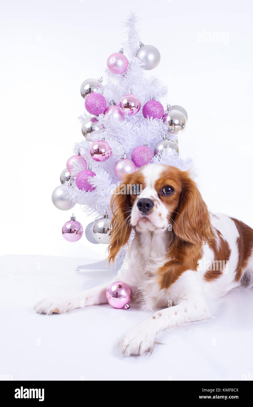 Hund mit Weihnachtsbaum. Weihnachten Tier-PET. Studio Foto mit weißem Hintergrund und Christbaumschmuck. Cute Puppy dog feiern Urlaub. Stockfoto
