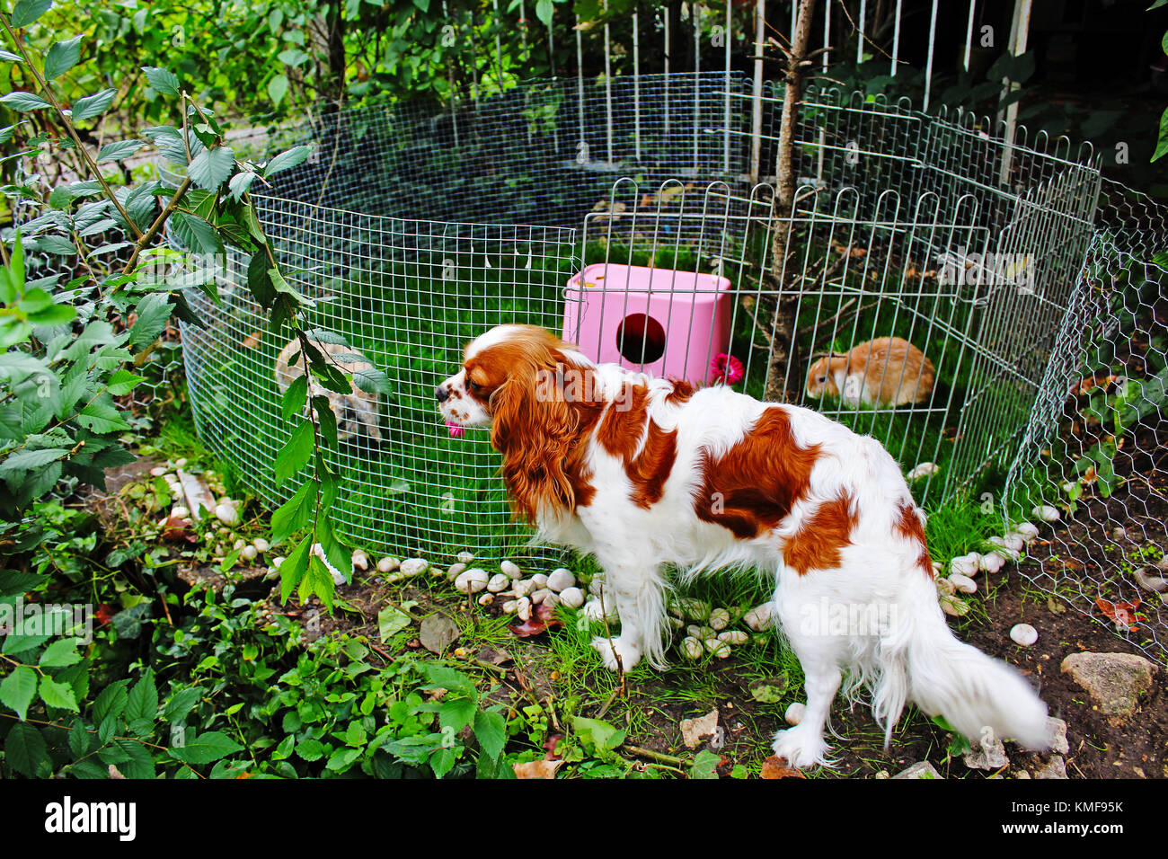 Niedliche Kaninchen Spielplatz im Freien. Käfig coop Hutch.lop eared Kaninchen bunny Haustiere im Garten spielen. süßen Häschen outdoor Foto Illustration. Tierische Spielplatz im Garten. Stockfoto
