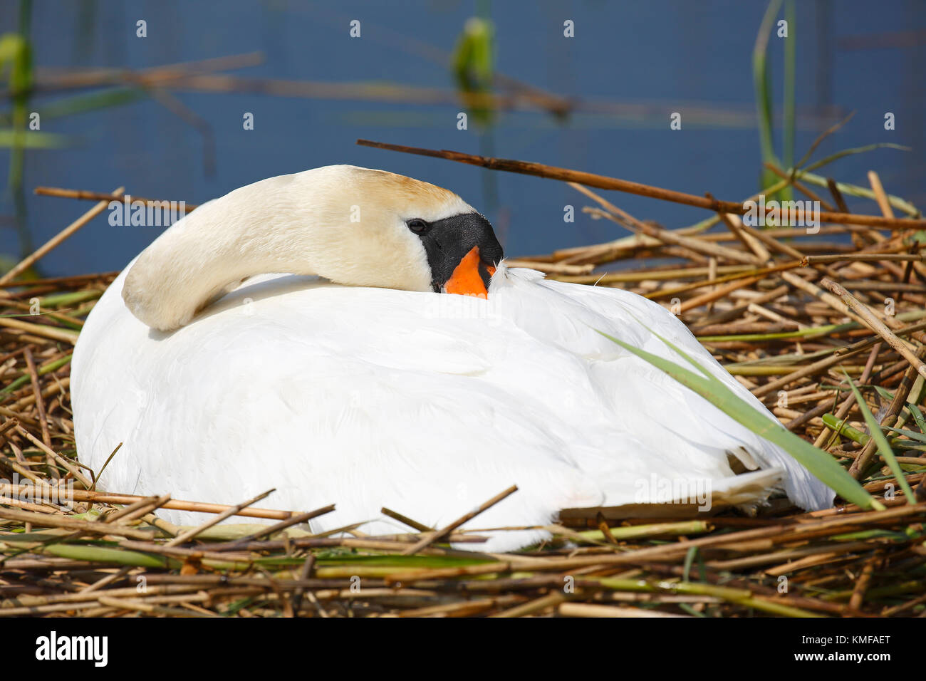 Die inkubation Höckerschwan (Cygnus olor) ruht auf Nest, Kopf im Gefieder, Schleswig-Holstein, Deutschland Stockfoto
