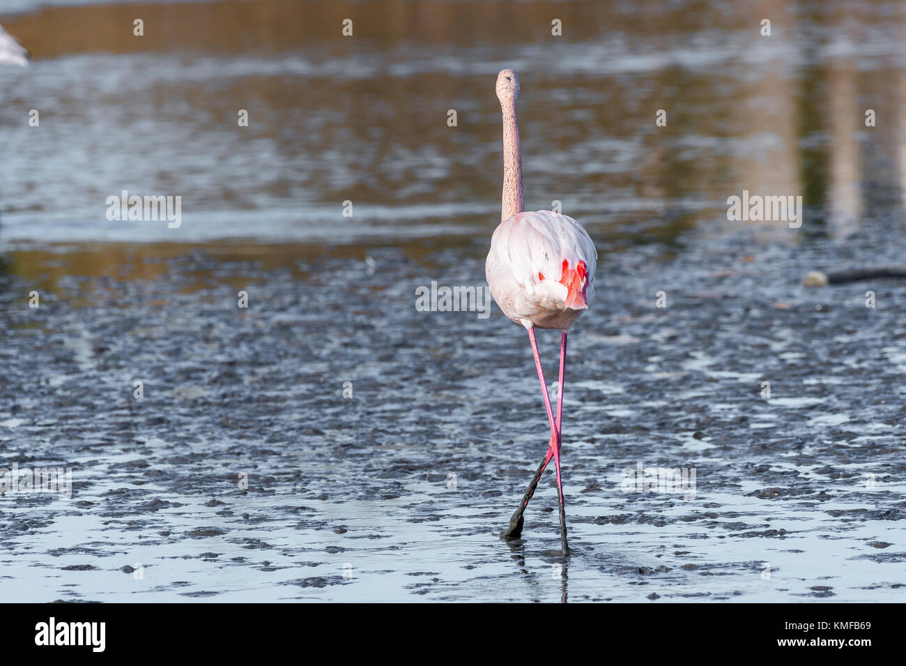 Flamants Roses Camargue Bouches du Rhône, Frankreich, Provence-Alpes-Côte d'Azur 13. Stockfoto