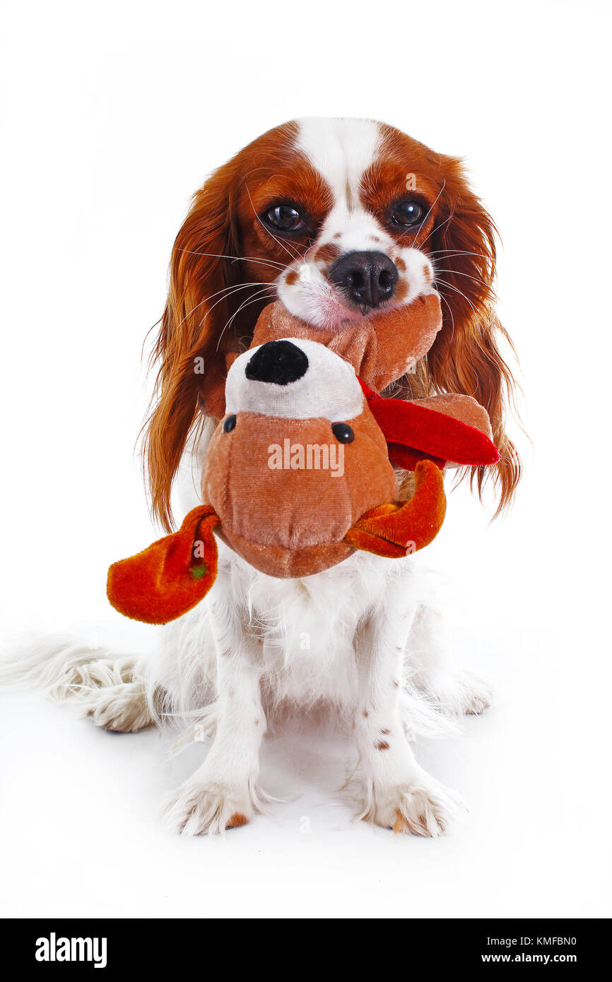 Süße Cavalier King Charles Spaniel hunde Welpen auf isolierten weißen studio Hintergrund. Hund Welpe mit Spielzeug Welpen. Stockfoto