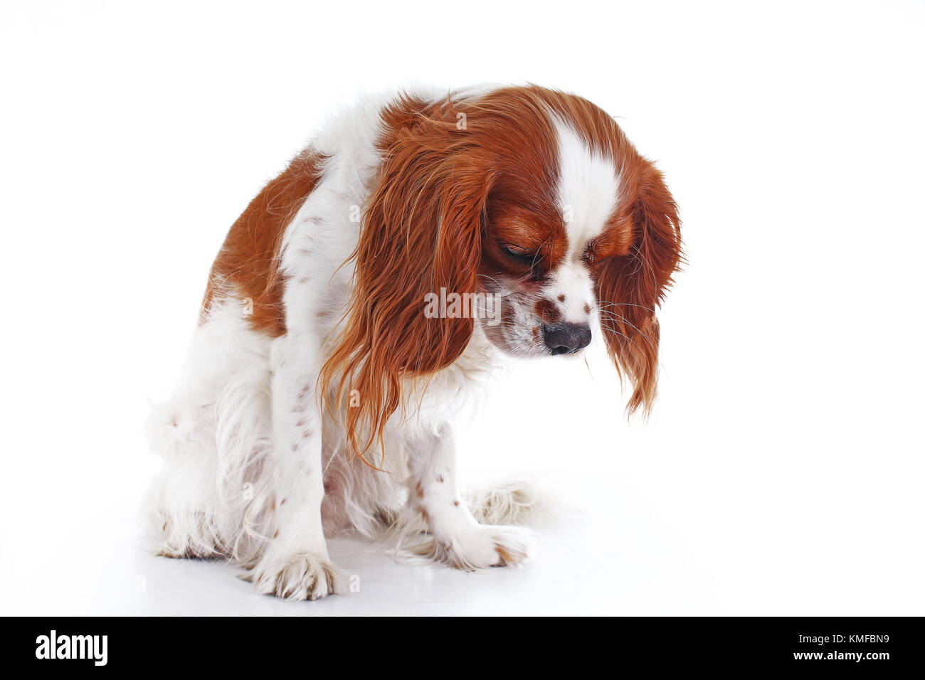 Süße traurige dogcavalier King Charles Spaniel hunde Welpen auf isolierten weißen studio Hintergrund. Hund Welpe mit traurigem Gesicht. Stockfoto