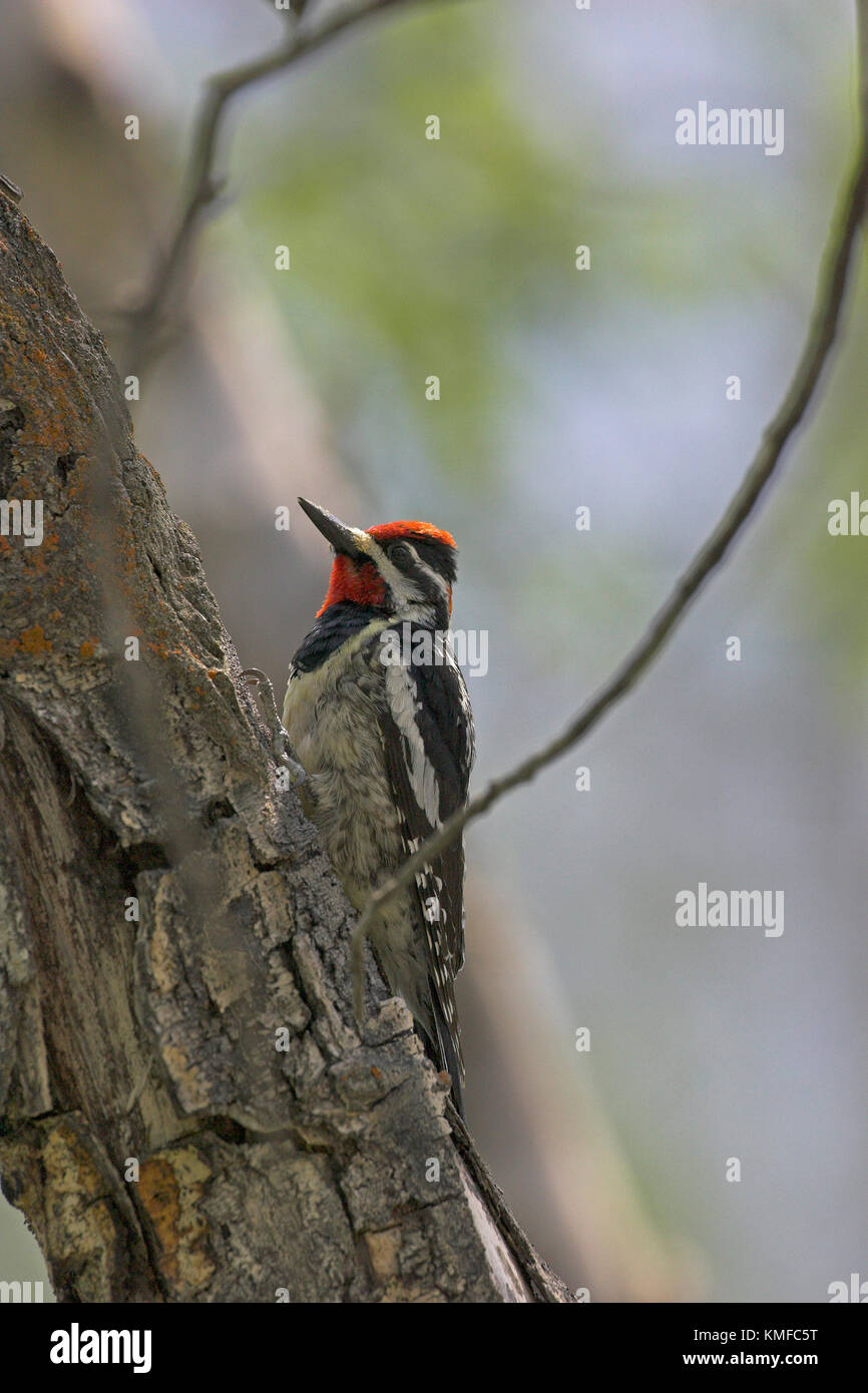 Rot-naped sapsucker Sphyrapicus nuchalis männlichen Vereinigte Staaten von Amerika Stockfoto