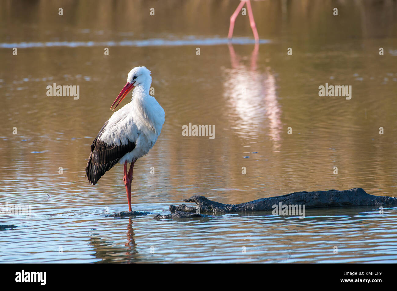 Cigogne Blanche Camargue Frankreich Stockfoto