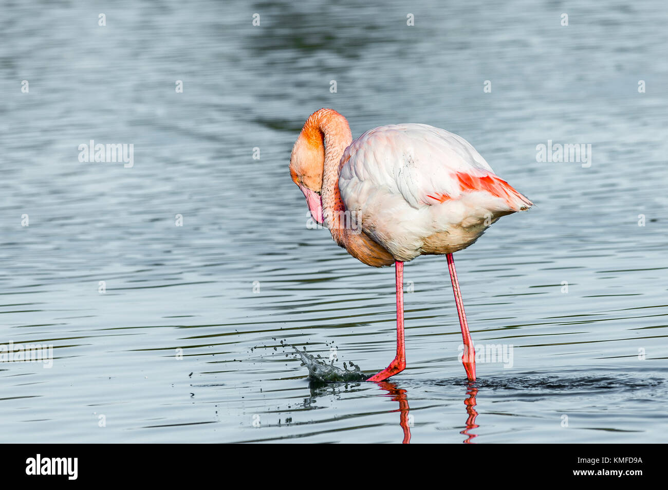 Flamants Roses Camargue Bouches du Rhône, Frankreich, Provence-Alpes-Côte d'Azur 13. Stockfoto