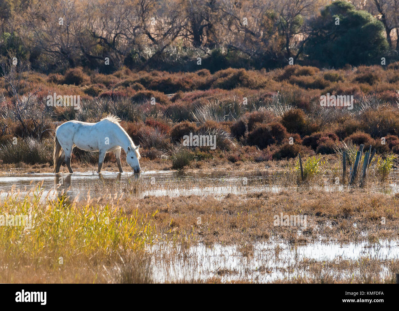 Cheval Camarguais dans les Marais de Camargue Frankreich Stockfoto