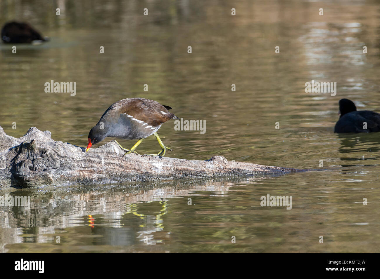 GALLINULE POULE D'eau Camargue Frankreich Stockfoto