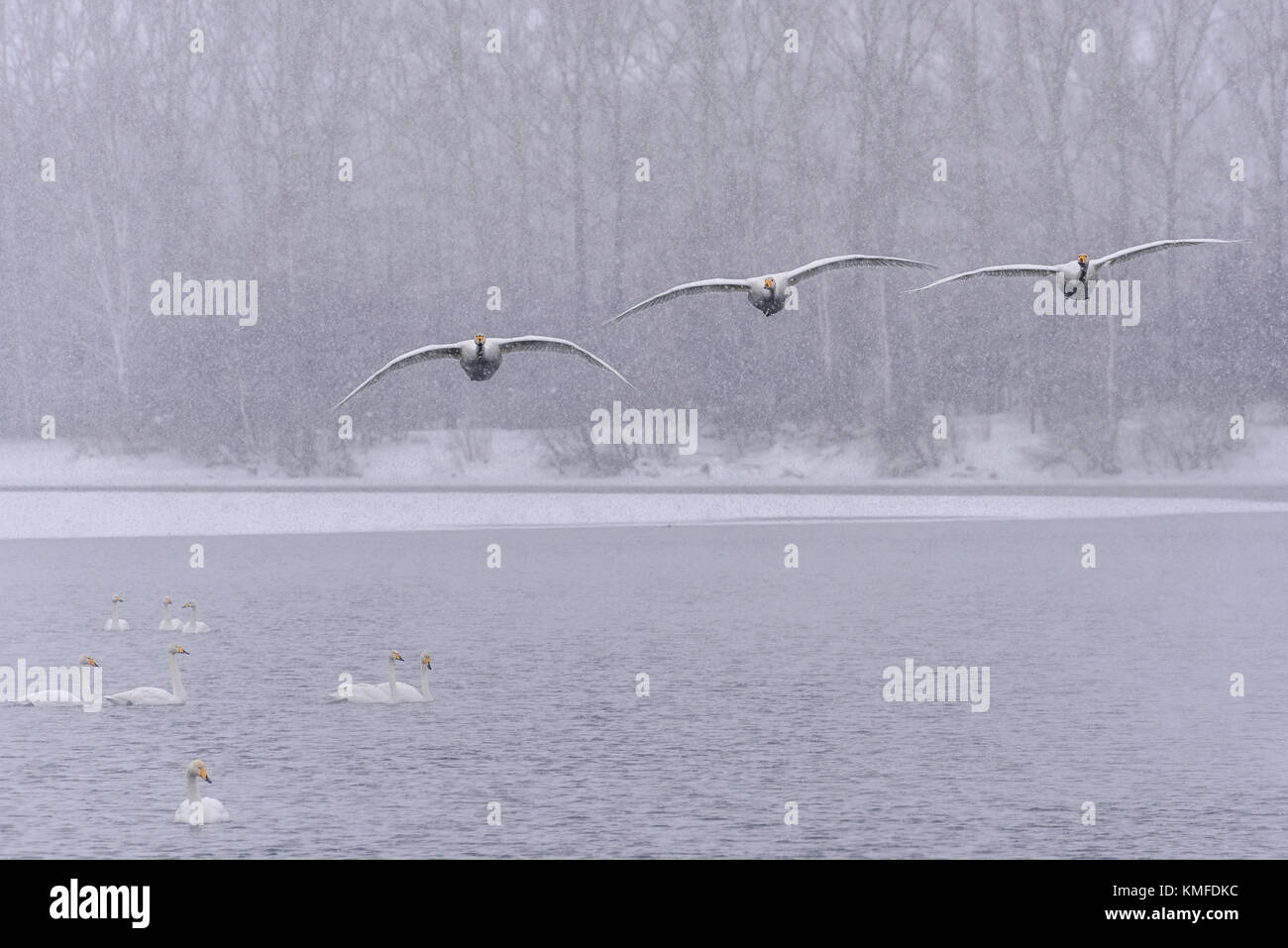 Singschwan in starker Schneefall fliegen über den See am frühen Morgen während der Überwinterung in der Wildlife Sanctuary Stockfoto