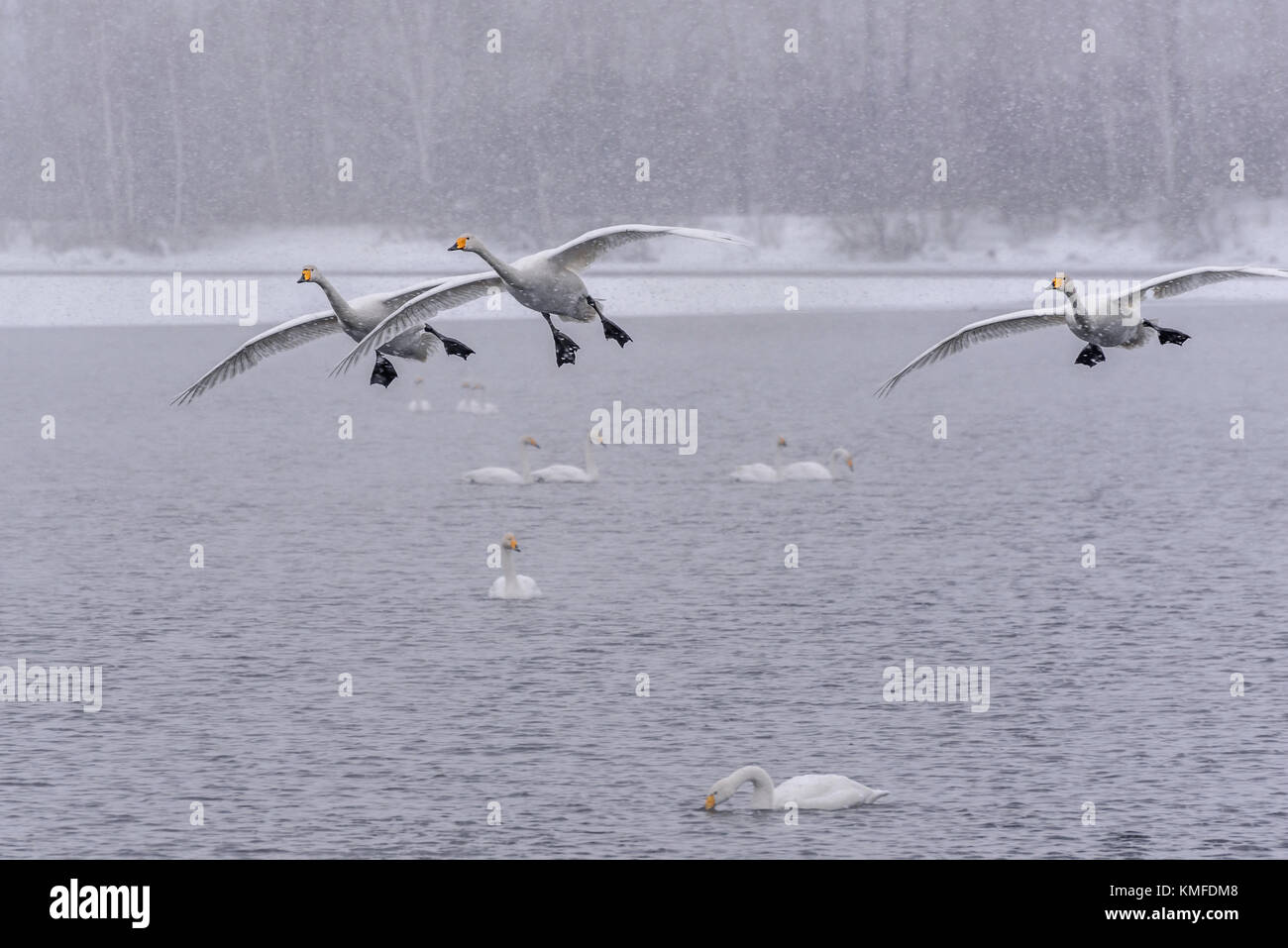 Singschwan in starker Schneefall fliegen über den See am frühen Morgen während der Überwinterung in der Wildlife Sanctuary Stockfoto