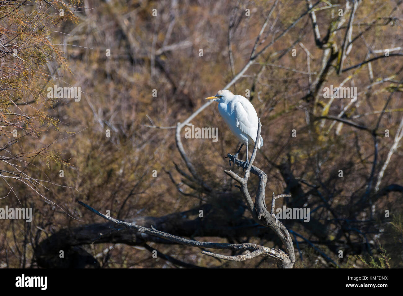 Héron Garde Boeuf, Pont de Gau Camargue Frankreich Stockfoto