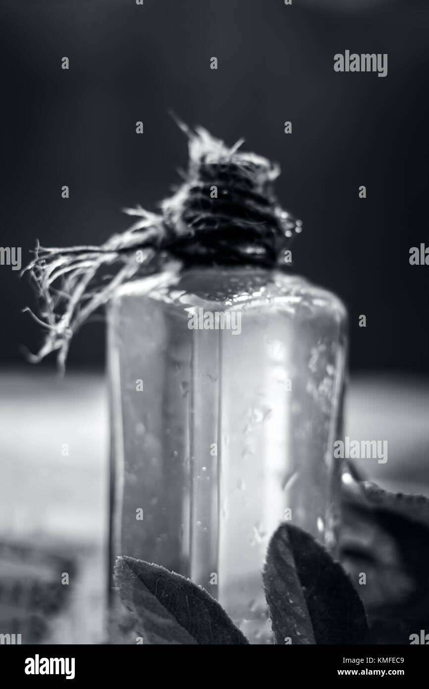 Rosa, Rose verlässt mit seiner extrahierte Öl vorteilhaft für Schönheit, der Haut und für die Haare. Stockfoto