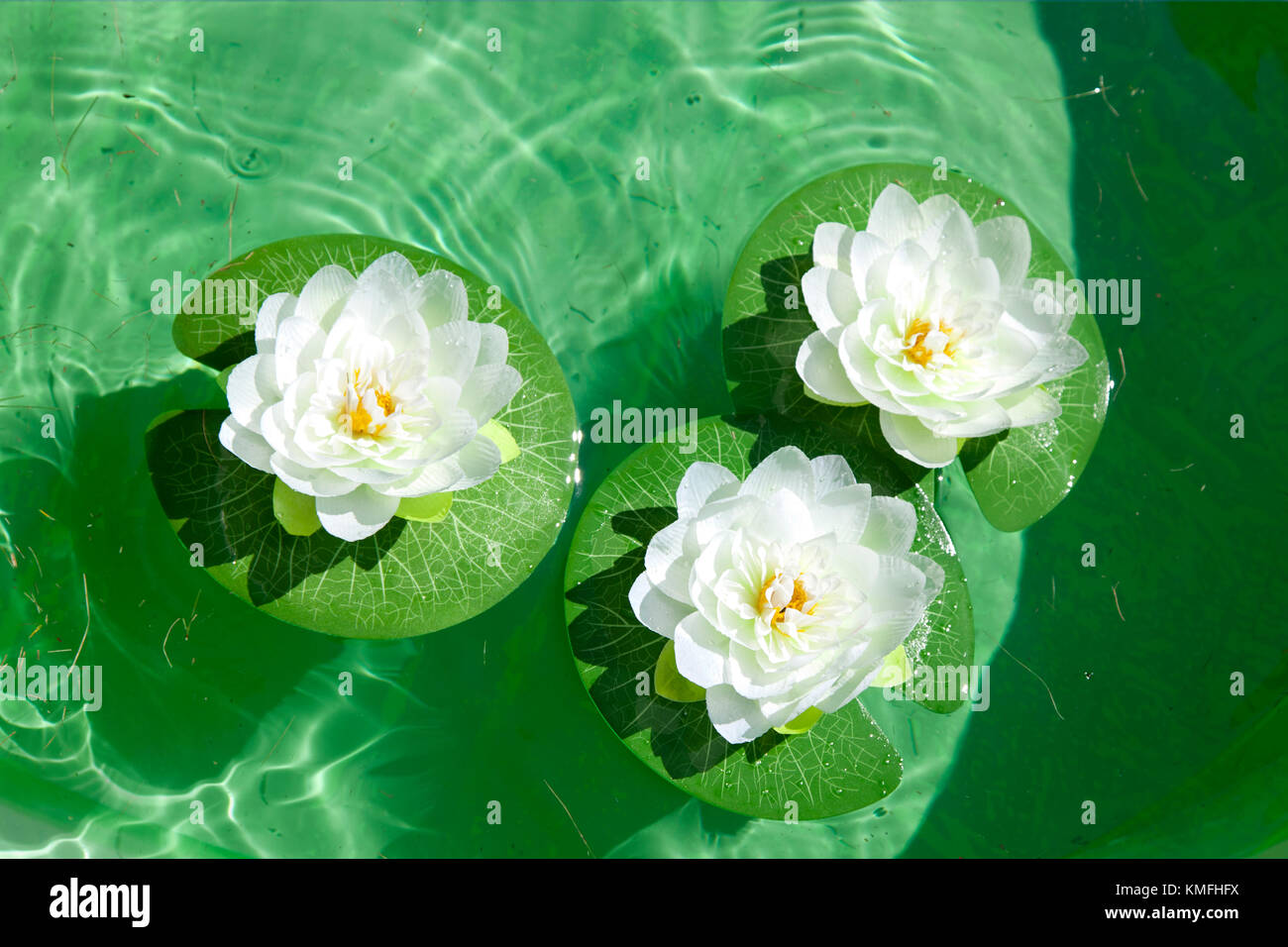 Blühende Blumen auf Lily Pads float in ruhiger Lage in einem grünen Wasser Stockfoto