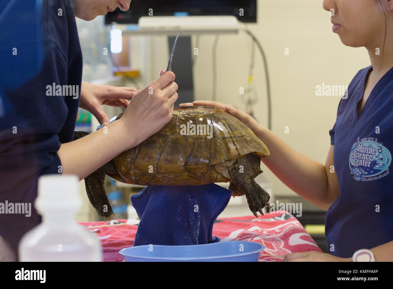 Die Mitarbeiter an der Marine Science Center in Fouras, Florida, USA, die Sorge für die Wunde eines verletzten Schildkröte. Stockfoto