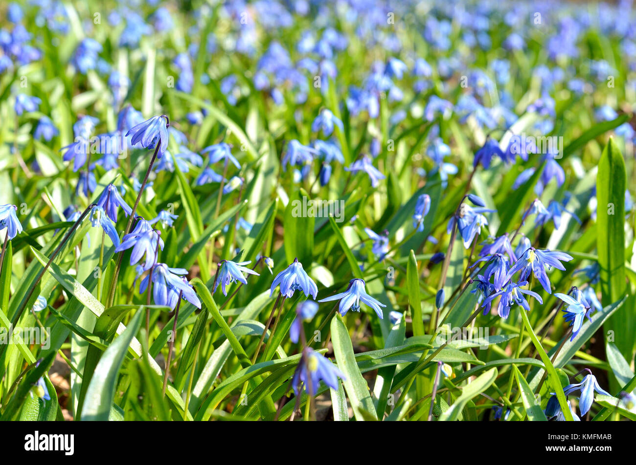 Siberian Squill Scilla siberica Nahaufnahme Stockfoto