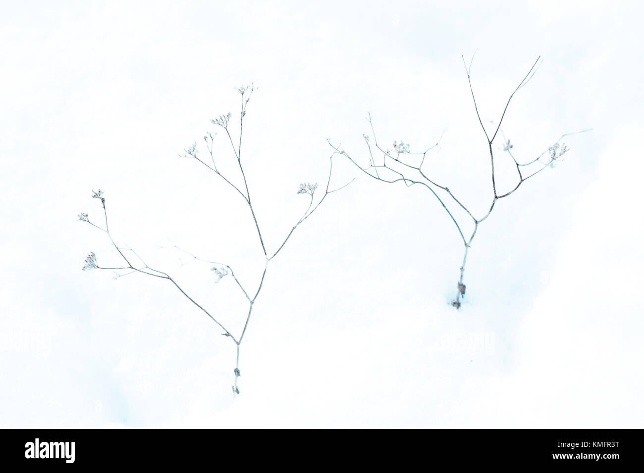 Schnee und Pflanze Stockfoto
