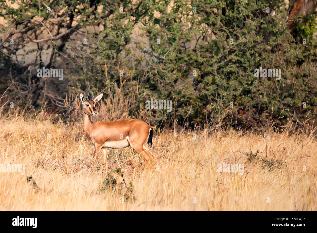 Indische Gazelle oder chinkara, Gazella bennettii Stockfoto