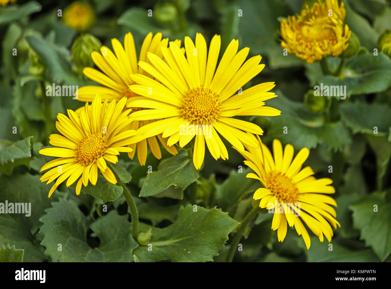 Anmerkungen orientale - funkelnde Gelb, Daisy - wie Blumen im Frühling Garten Stockfoto