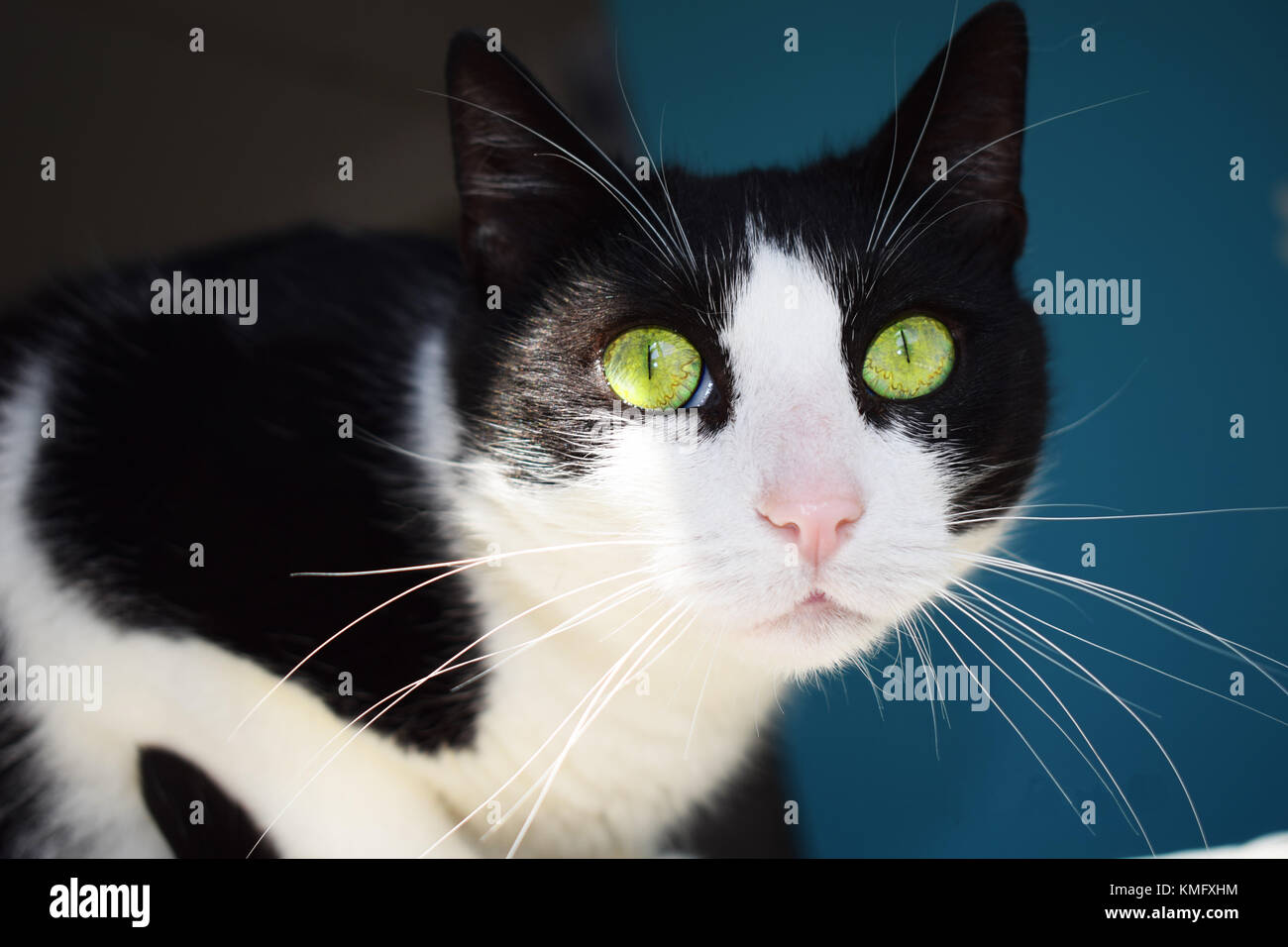 Schwarze und weiße Katze in Fenster Licht Stockfoto