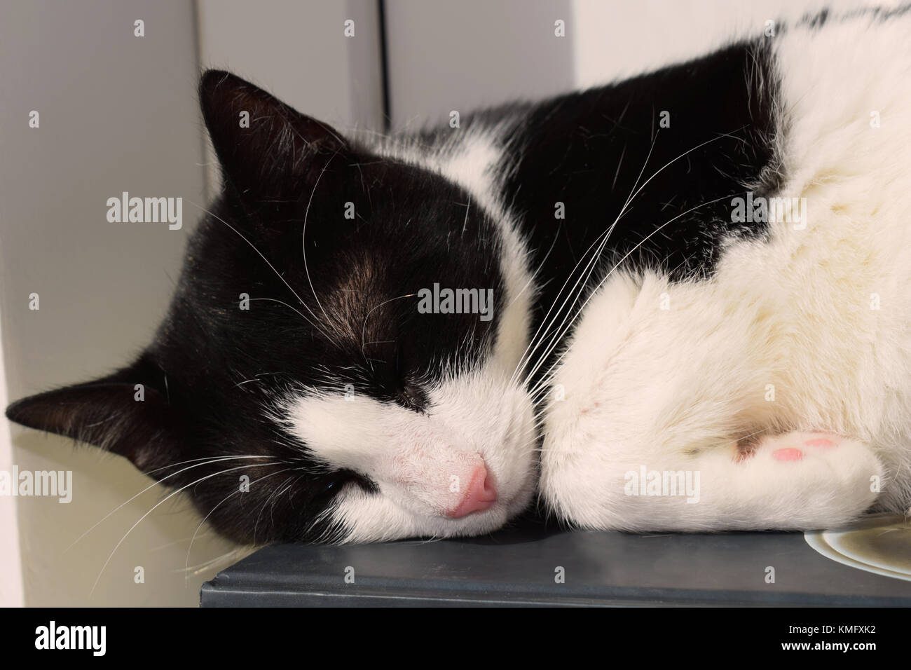 Schwarze und weiße Katze auf einem Buch schlafen Stockfoto