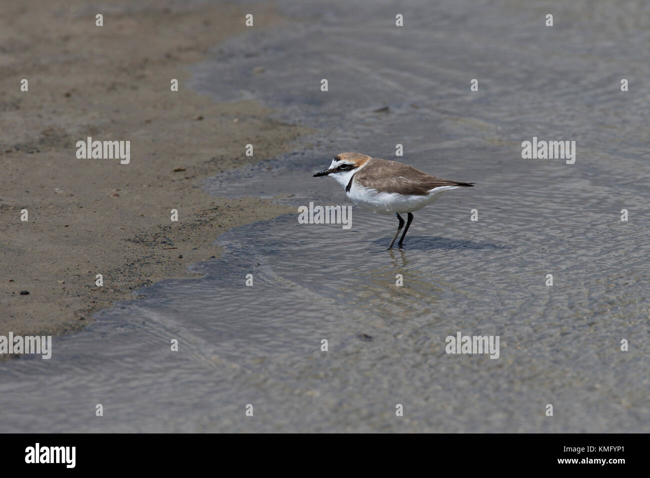 Seeregenpfeifer, See-Regenpfeifer, Männchen, Regenpfeifer, Charadrius alexandrinus, Kentish-Pflüver, männlich Stockfoto