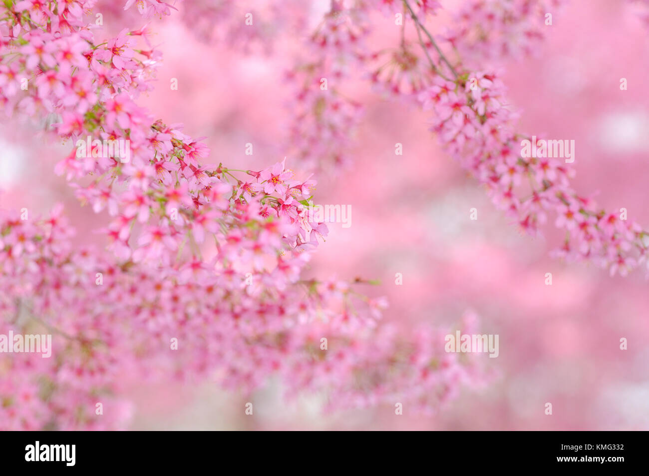 Cherry Blossom Hintergrund. Ast detail, rosa Blumen, Soft Focus Stockfoto