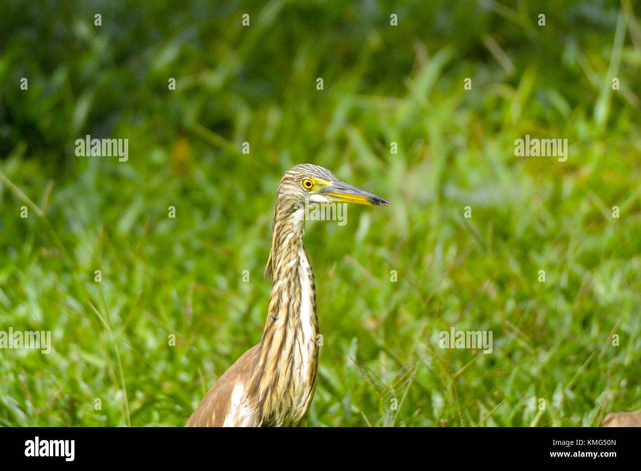 Eine squacco Heron in einer Wiese auf der Suche nach Nahrung; Bild im Khao Nationalpark, Thailand. Stockfoto