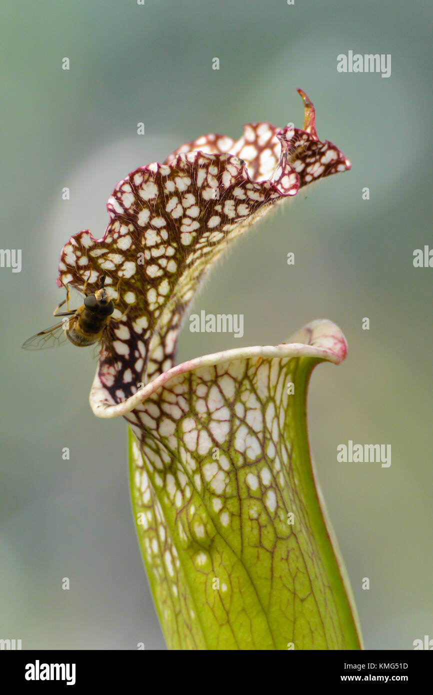 Eine tropische Kannenpflanze mit der Fliege zu sitzen, bereit, um erfasst zu werden. Stockfoto