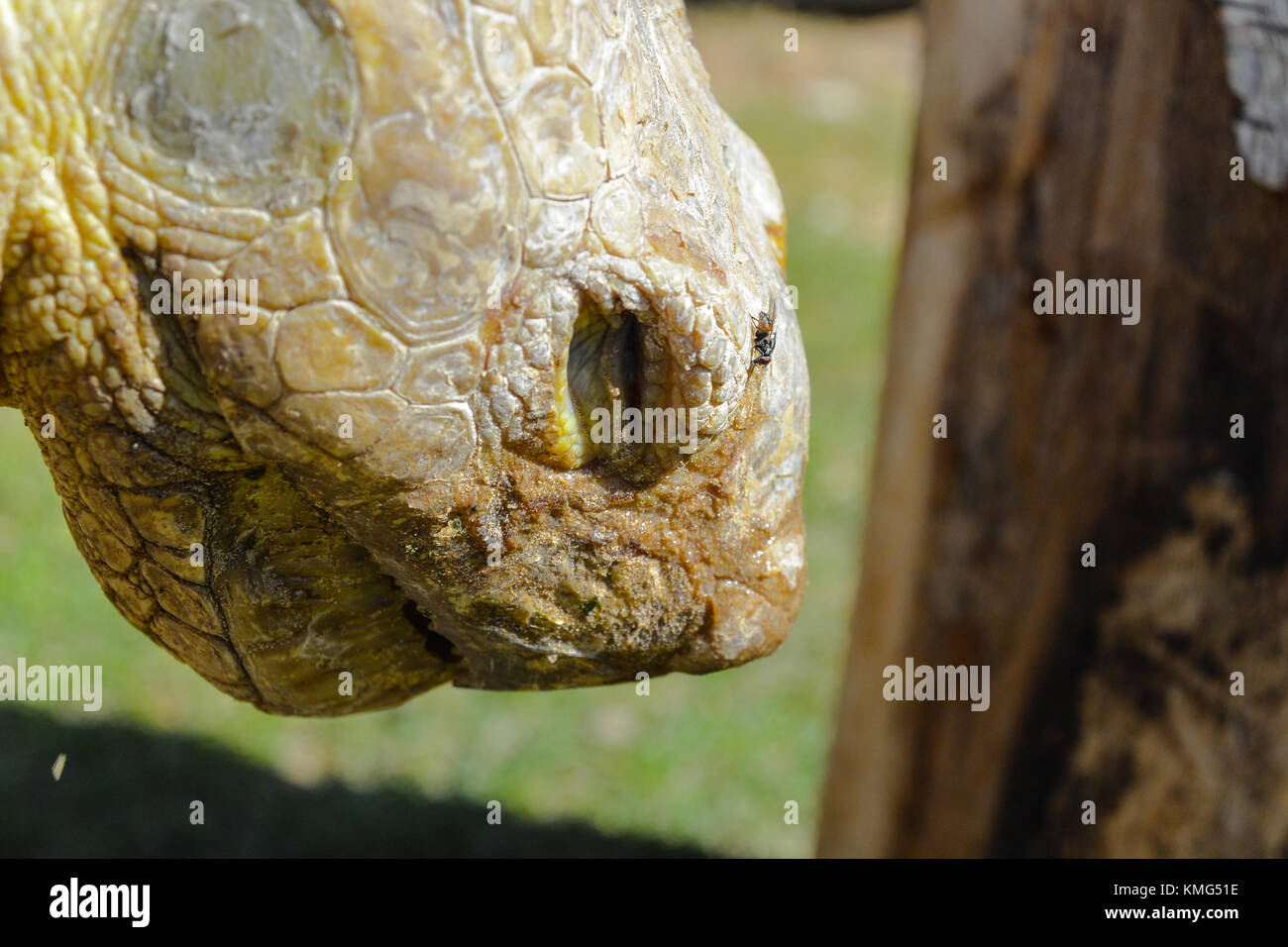 Eine Nahaufnahme von einer Schildkröte Gesicht Stockfoto