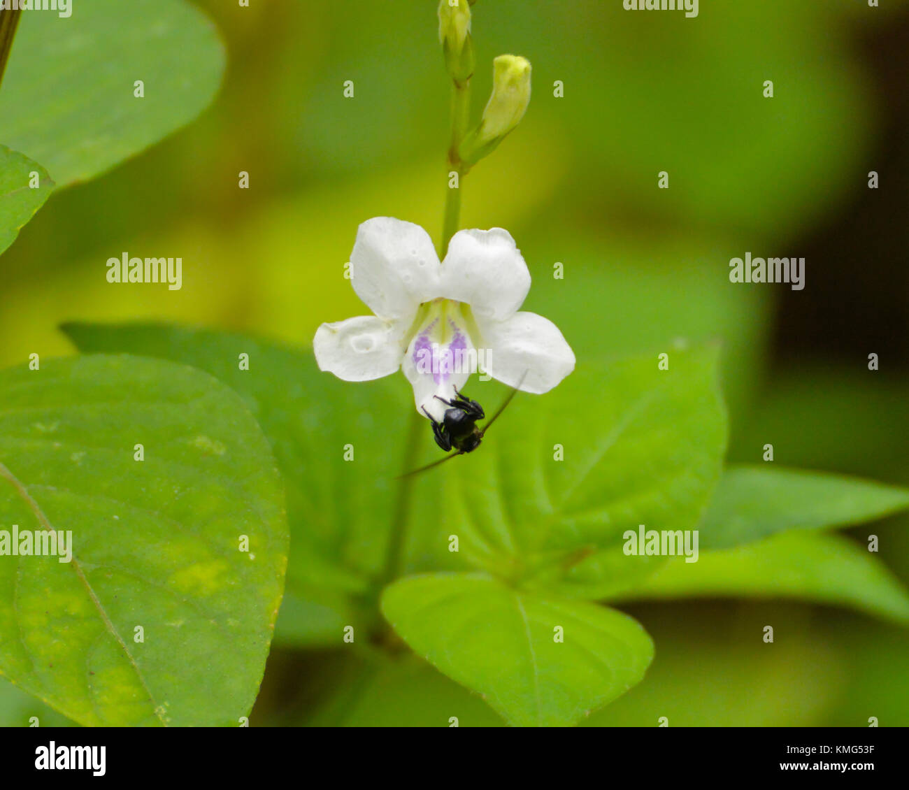 Eine wilde weiße Blume wächst in der Nähe der Boden im Regenwald des Khao Sok Nationalpark, Thailand. Stockfoto