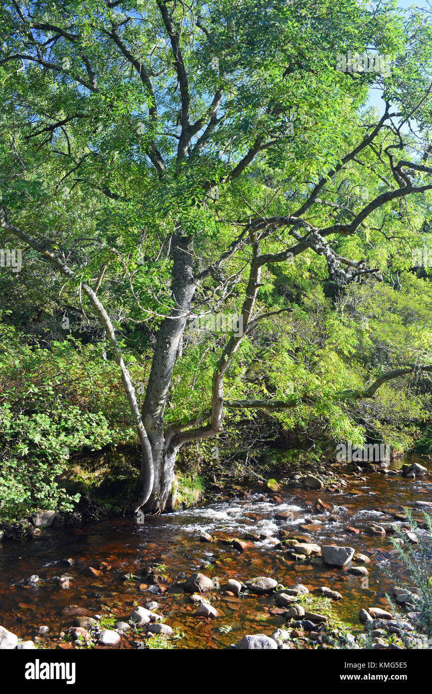 Harthope brennen, cheviot, northumberland Stockfoto