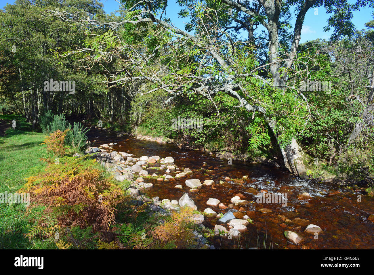 Harthope brennen, cheviot, northumberland Stockfoto